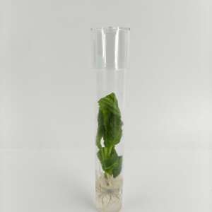 Salvia