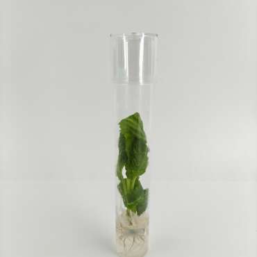 Salvia