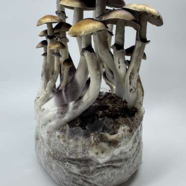 Golden Teacher Grow Kit