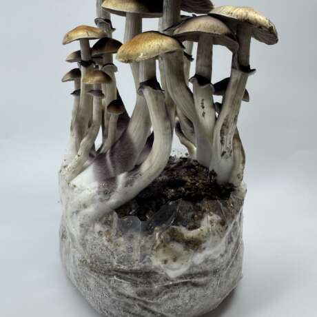 Golden Teacher Grow Kit