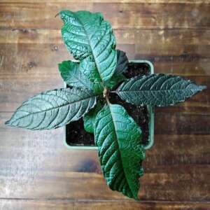 Kratom Bai Po (Mitragyna speciosa) ex vitro