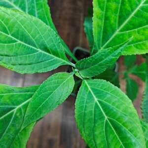 Salvia Divinorum cutting ex vitro