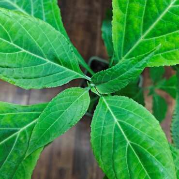 Salvia Divinorum cutting ex vitro