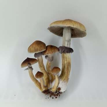 Golden Teacher Grow Kit